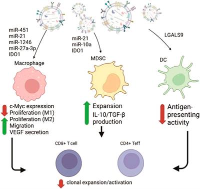 Effects of glioblastoma-derived extracellular vesicles on the functions of immune cells